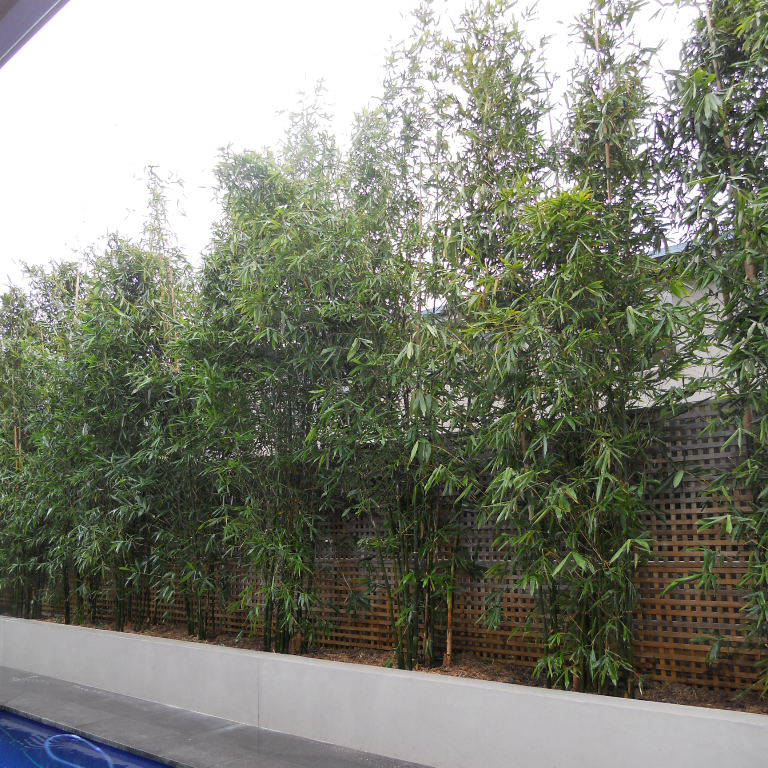 We transformed this outdoor space with a row of beautiful bamboo plants for instant screening! 🌱🌳 Tranquility and a touch of natural serenity by the poolside 🌿💚 #BambooMagic  #bamboo #InstantScreening #GreenLiving #BackyardBliss #melbourne