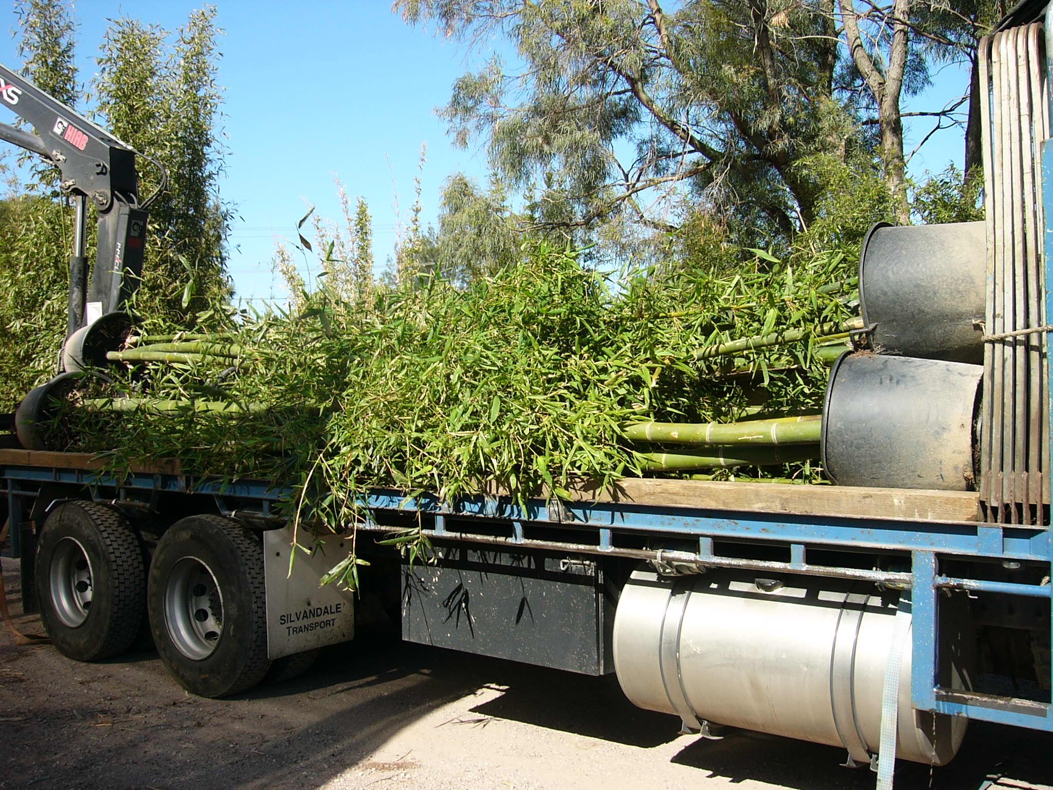 Large Oldhamii getting loaded for delivery...

#bamboo #melbourne #oldhamii #gardening #landscape #landscapedesign