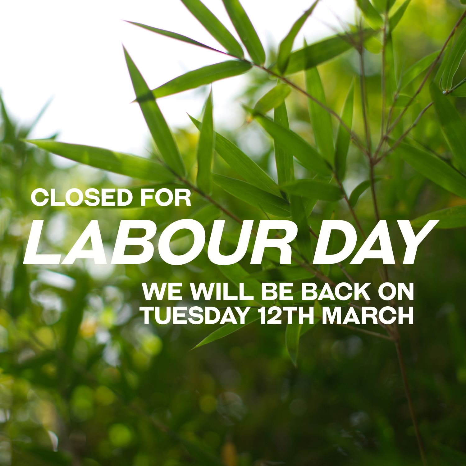 🌿 We're taking a break today, but it's the perfect time for some planting. 🌱 Bamboo loves the heat, and will establish quickly through Autumn. Get your hands dirty and enjoy the greenery! 🍃🎋 

We will re-open on Tuesday the 12th of March at 8.30am.

#LaborDay #PlantingTime #bamboolove #melbourne #moomba #landscape #gardening #bamboo