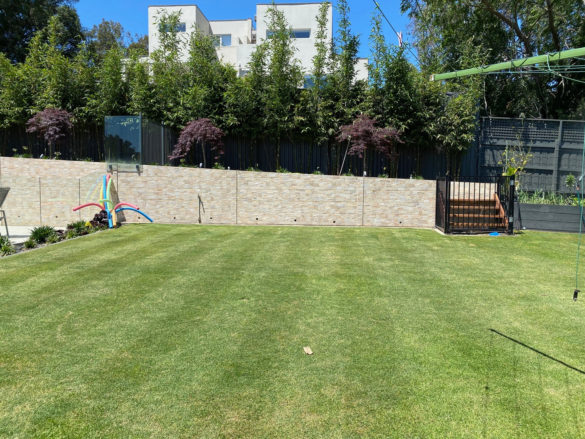 Check out these stunning photos of Oldhamii Bamboo thriving by a backyard pool! 🌿🌱 As time passes, you can see how tall and lush it grows, not only creating a beautiful green landscape but also offering effective privacy screening. 🌿💚 #backyardoasis #bamboobeauty #bamboo #melbourne #gardening #LandscapeDesign