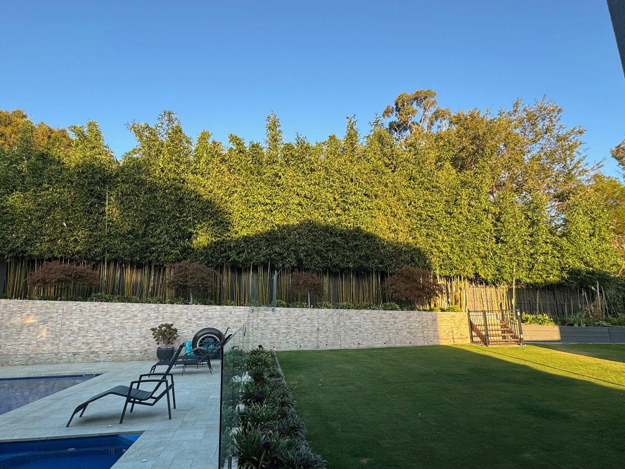 Check out these stunning photos of Oldhamii Bamboo thriving by a backyard pool! 🌿🌱 As time passes, you can see how tall and lush it grows, not only creating a beautiful green landscape but also offering effective privacy screening. 🌿💚 #backyardoasis #bamboobeauty #bamboo #melbourne #gardening #LandscapeDesign