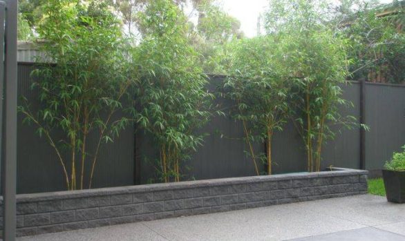 China Gold Bamboo 5
