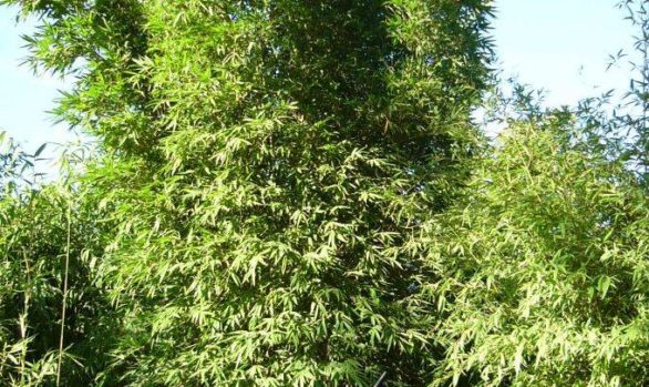 fasca bamboo 1