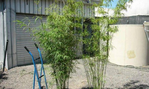 himalayan weeping 1