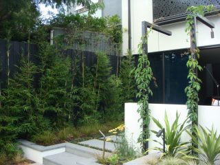 🍃 Bamboo gracefully provides a 🌱 lush backdrop of vibrant greenery in this quaint courtyard oasis. #bamboo #melbourne #gardening #landscapedesign #lanscapeinspiration #landscaping #melbournebamboo 

@renatafairhallgardendesigns
