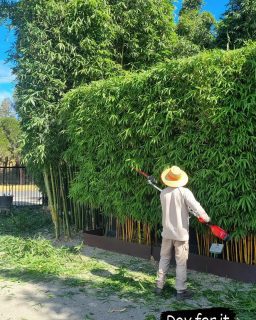 Perfect Day for it #bamboo #melbourne #landscape #landscapedesign