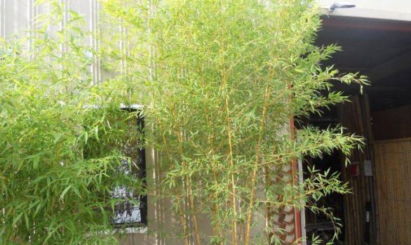 Yellow Bamboo 1