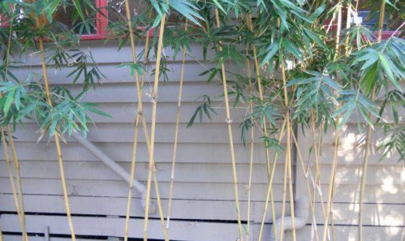 alphonse karr bamboo 1