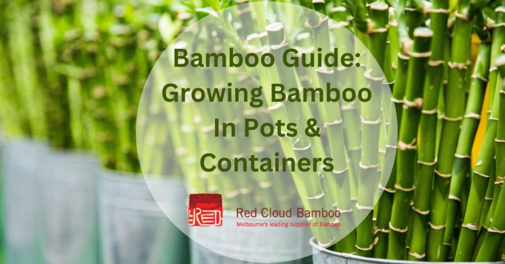 Bamboo Guide: Growing Bamboo In Pots & Containers
