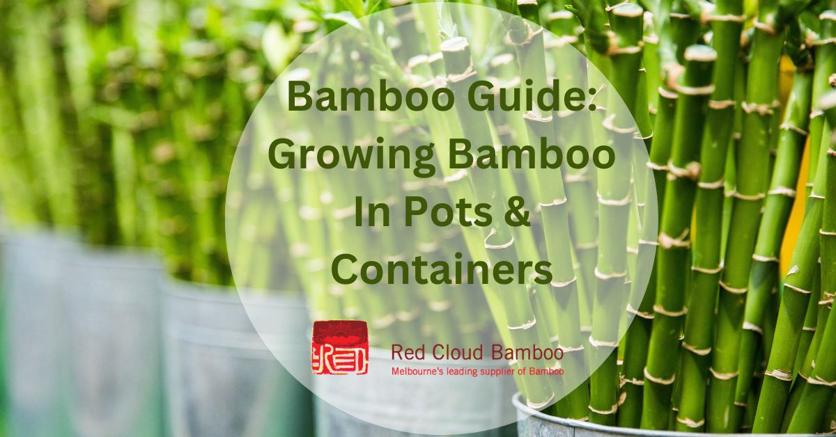 Bamboo Geek: More on growing bamboo in containers