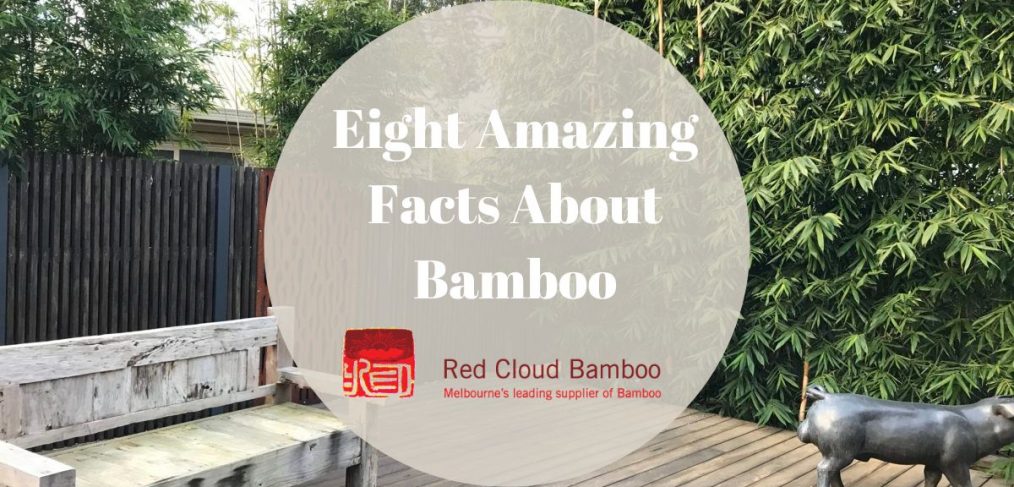Eight Amazing Facts About Bamboo Red Cloud Bamboo