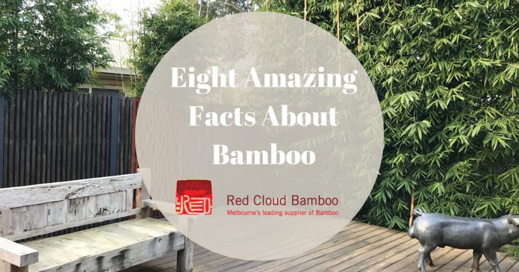 Eight Amazing Facts About Bamboo