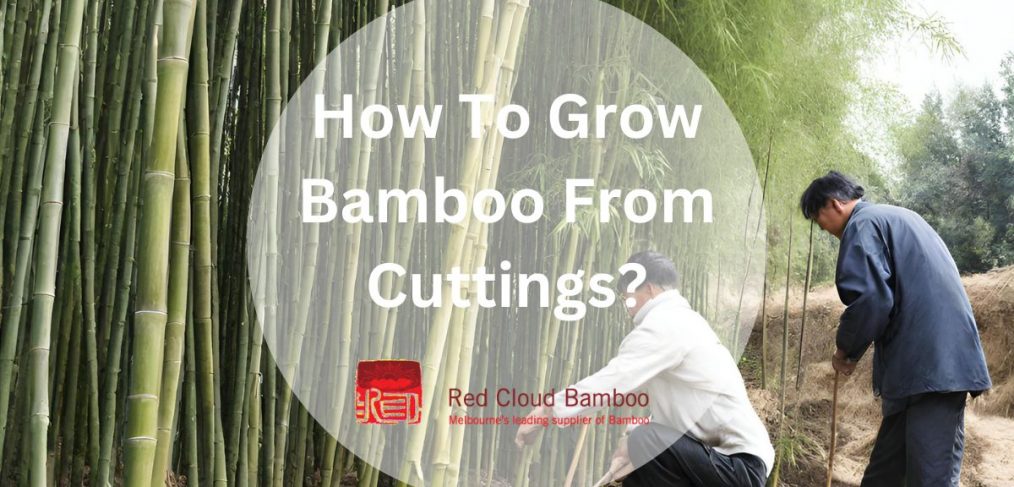 How To Grow Bamboo From Cuttings