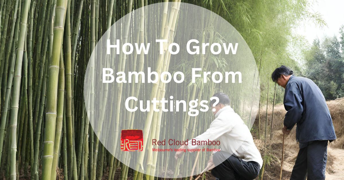 How To Grow Bamboo From Cuttings