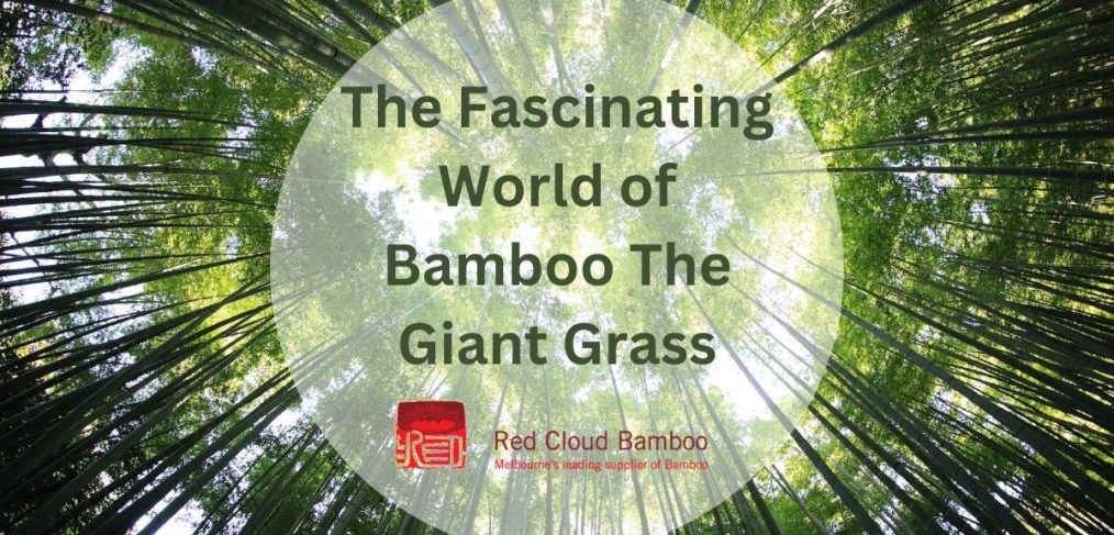 The Fascinating World of Bamboo The Giant Grass