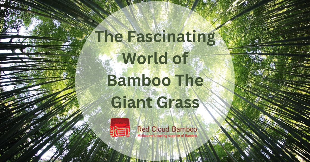 The Fascinating World of Bamboo The Giant Grass