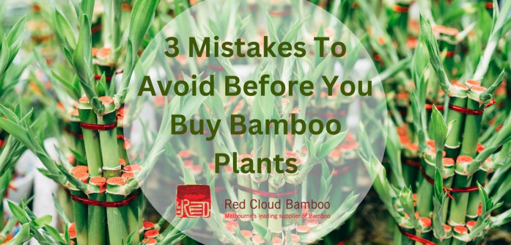 3 Mistakes To Avoid Before You Buy Bamboo Plants