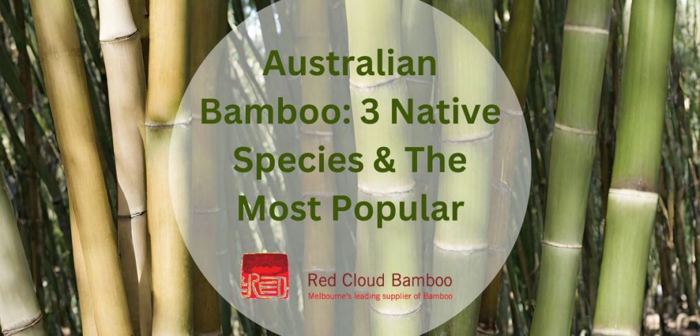 Australian Bamboo 3 Native Species & The Most Popular