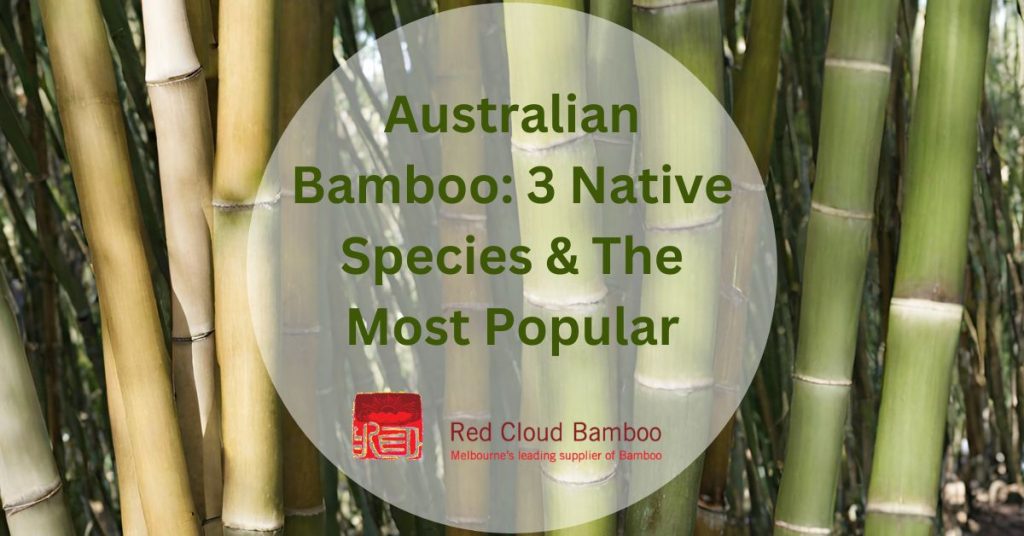 Australian Bamboo: 3 Native Species & The Most Popular