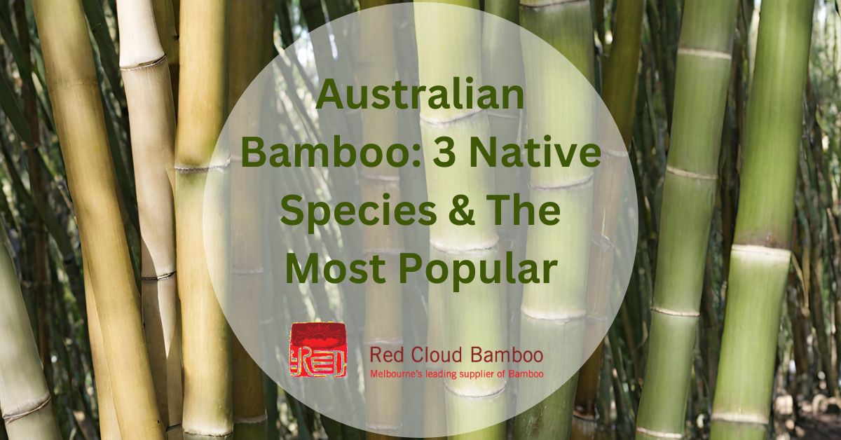 Australian Bamboo 3 Native Species & The Most Popular