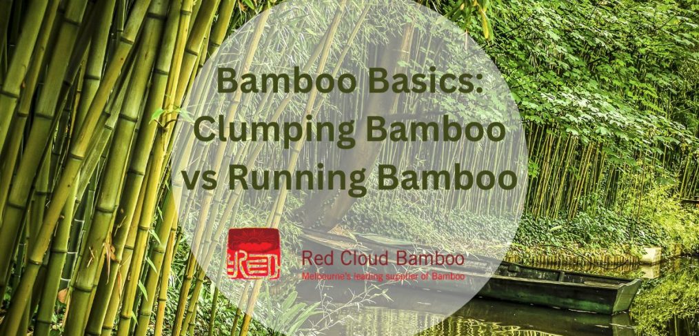 Bamboo Basics Running vs Clumping Bamboo