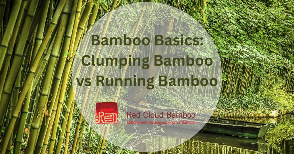 Bamboo Basics: Running vs Clumping Bamboo