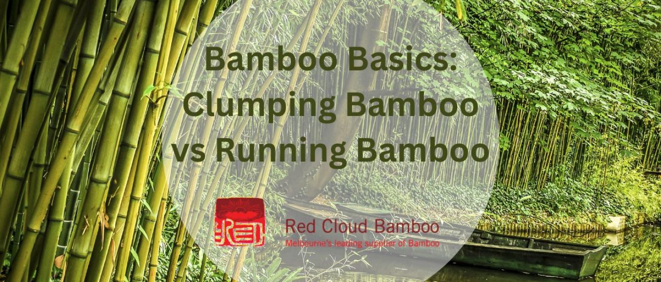 Bamboo Basics Running vs Clumping Bamboo