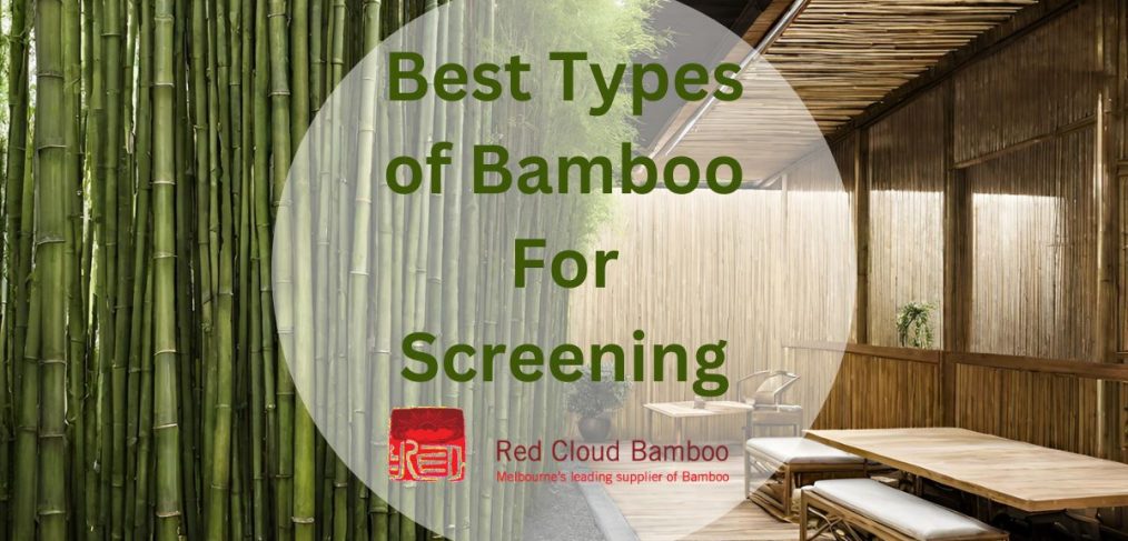 Best Types of Bamboo For Screening