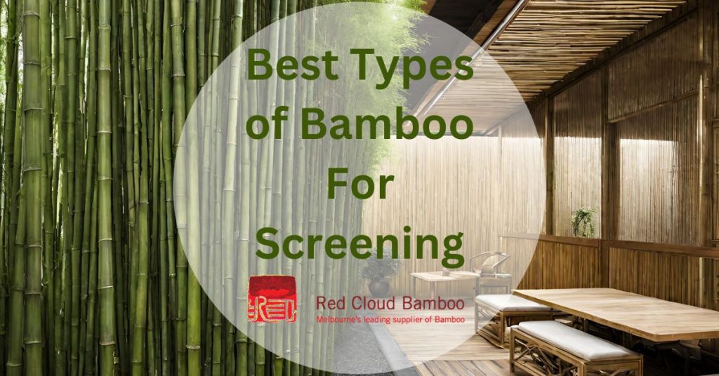 Best Types of Bamboo For Screening in Australia