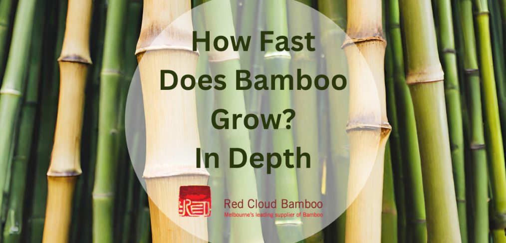 How Fast Does Bamboo Grow. By Red Cloud Bamboo in Melbourne