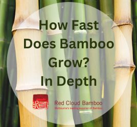 How Fast Does Bamboo Grow. By Red Cloud Bamboo in Melbourne