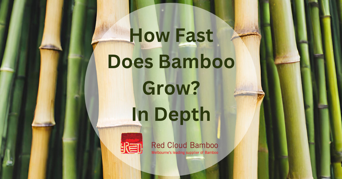How Fast Does Bamboo Grow In Depth