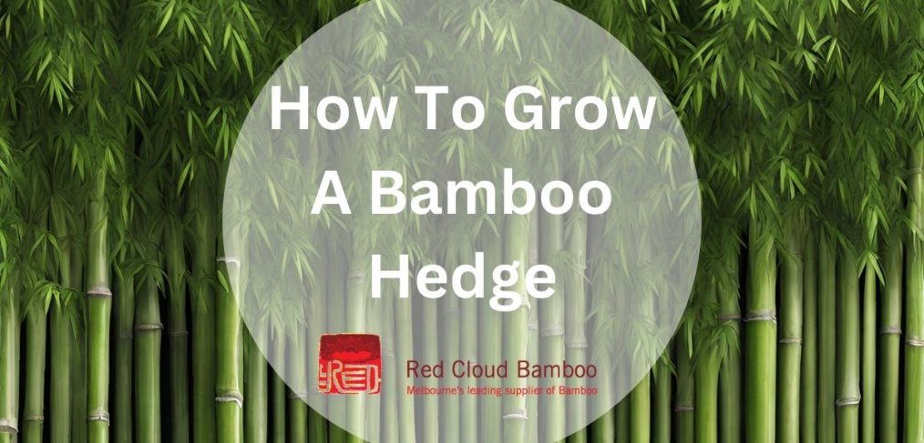 How To Grow A Bamboo Hedge