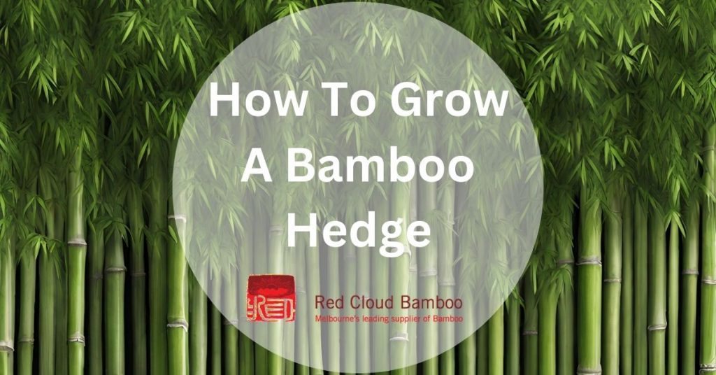 How To Grow A Bamboo Hedge