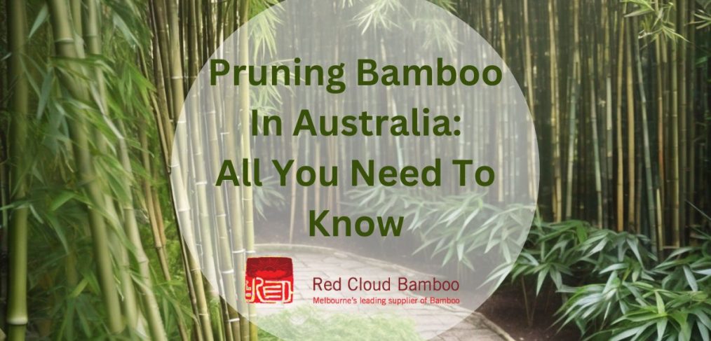 Pruning Bamboo In Australia