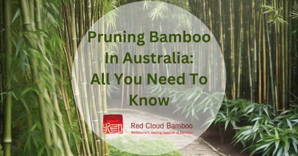 Pruning Bamboo In Australia