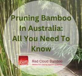 Pruning Bamboo In Australia