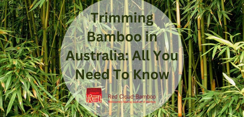 Trimming Bamboo in Australia. By Red Cloud Bamboo in Melbourne