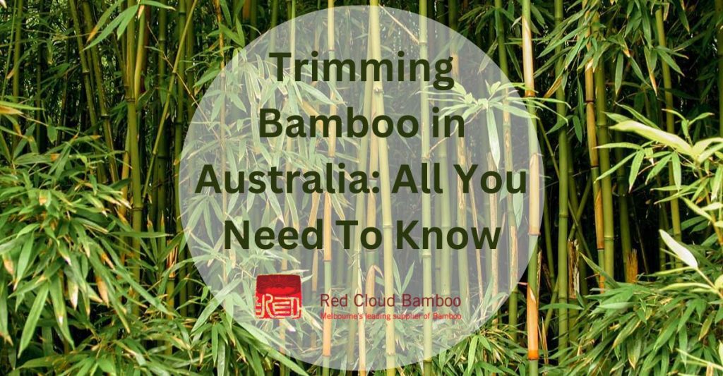 Trimming Bamboo in Australia