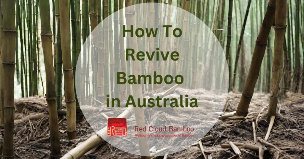 How To Revive a Bamboo Plant in Australia