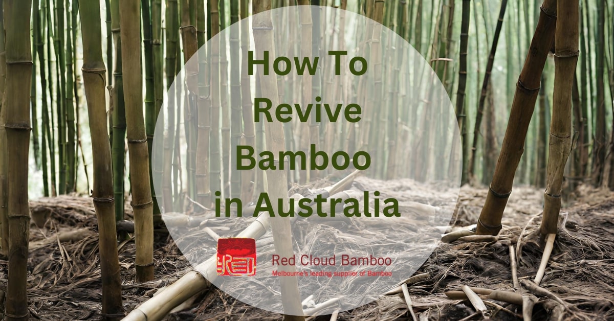 how to revive a bamboo plant in australia