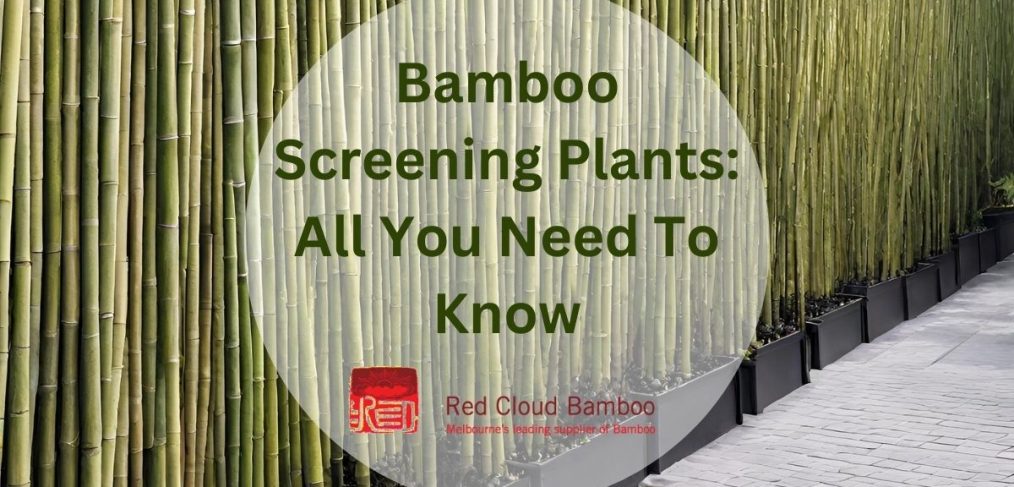 Bamboo Screening Plants All You Need To Know. Taken By Red Cloud Bamboo in Melbourne