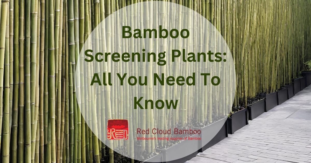 Bamboo Screening Plants All You Need To Know Red Cloud